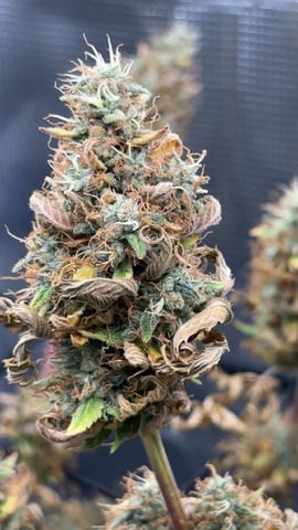 Blackberry Kush — flower, day 98