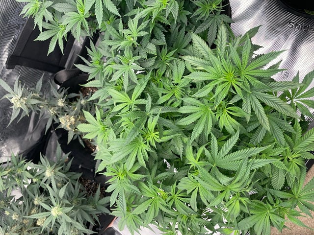 Autos and sour diesel! — vegetative, day 29