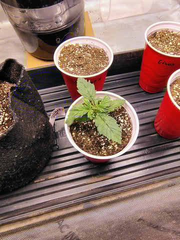 Athena Run  — seedling_rooting, day 16