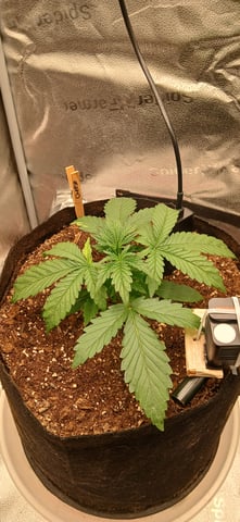 newest ggs setup grow — vegetative, day 22