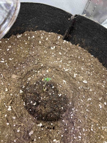 blueberry auto indoors  — seedling_rooting, day 1