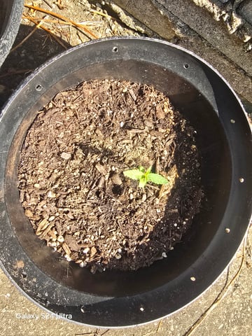 1st Grow — seedling_rooting, day 8