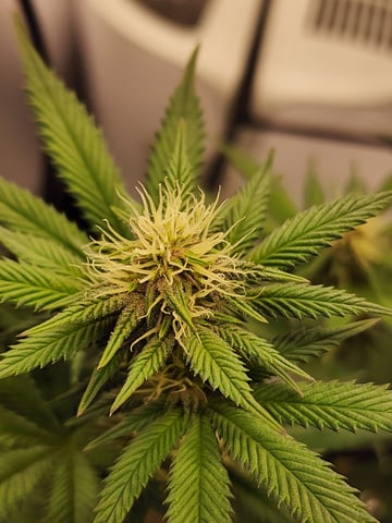 trap n pink — flower, day 98