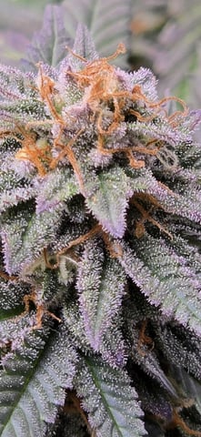 SBJ Clones — flower, day 110