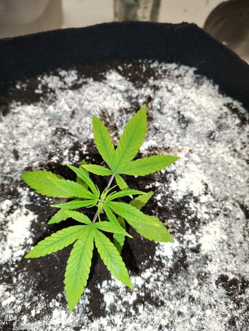 Hindu Kush — vegetative, day 24