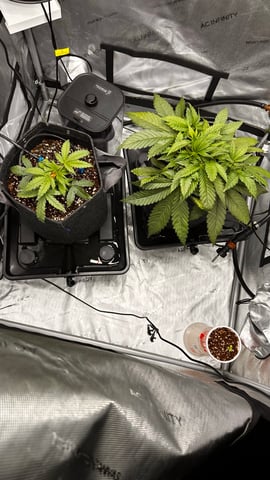 Autos: Banana Purple Punch (1)  & Guava Fig (2) — vegetative, day 29