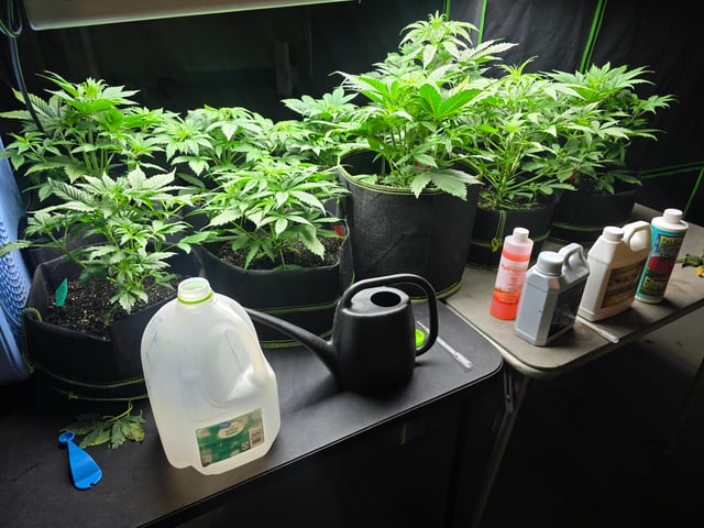 2nd Autoflower Indoor Grow — vegetative, day 31