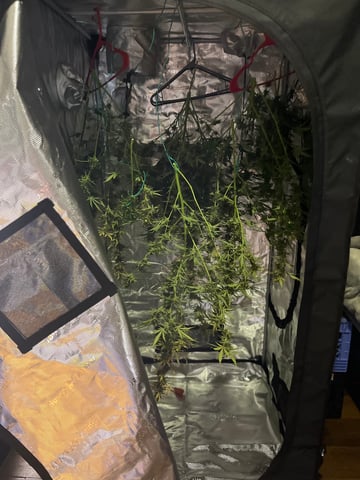 Blueberry auto — harvest, day 97