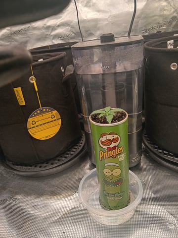 Pickle Rick — seedling_rooting, day 1