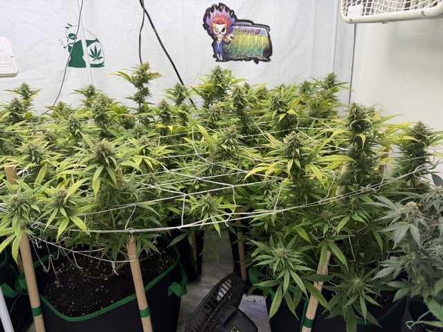 Indoor Grow  — flower, day 181