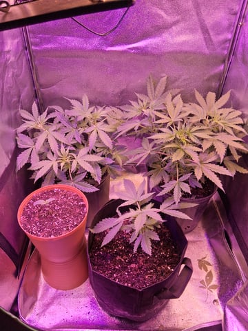 My Girls — flower, day 11