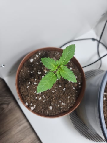 Sweet ZZ Auto 🍭(3)