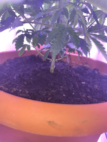 unknown strain 1st grow — vegetative, day 30