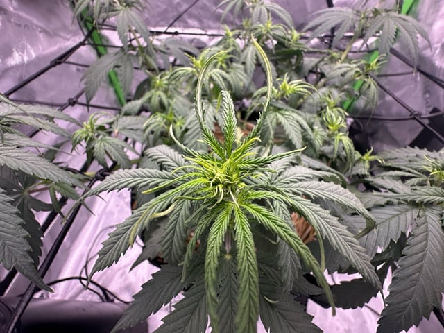 Pine (Auto) 2025 - 0 — flower, day 43