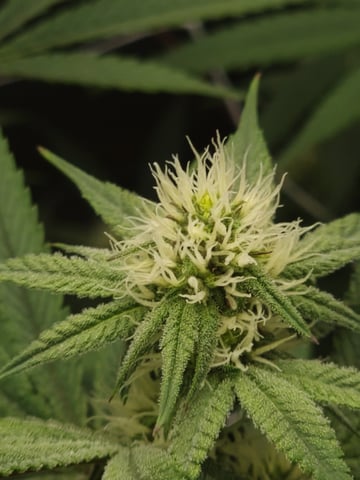 First clones (Dr nefario)  — flower, day 50