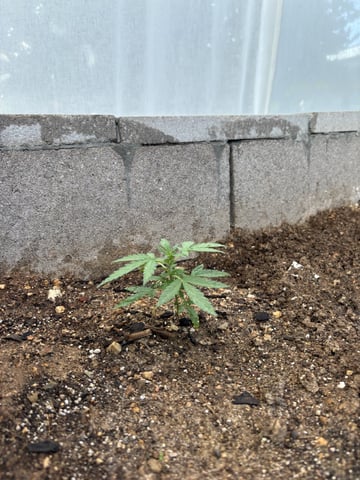 2 Mystery And Special Queen One Auto  — vegetative, day 26