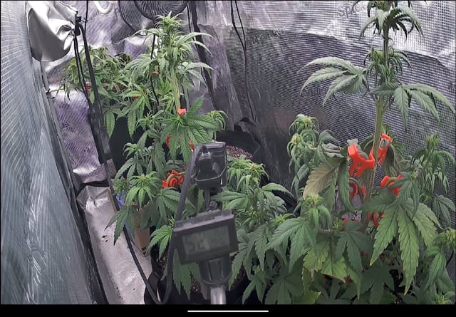 Moving On — flower, day 16