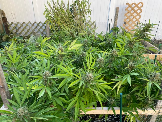 queen of soul X cap junky  — flower, day 183