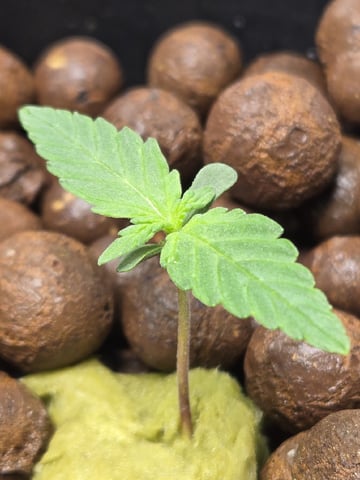 BABY SISTER — seedling_rooting, day 12