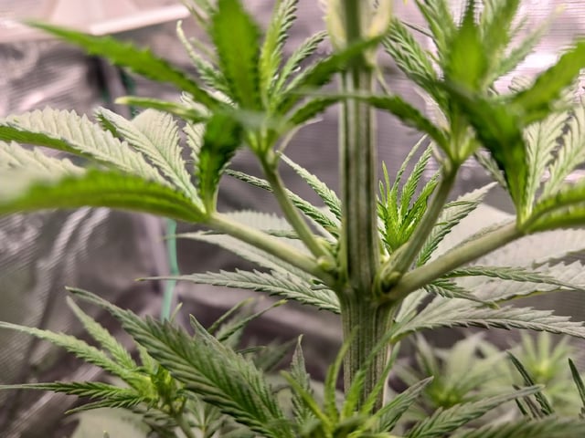 2nd Grow 2026  — vegetative, day 40