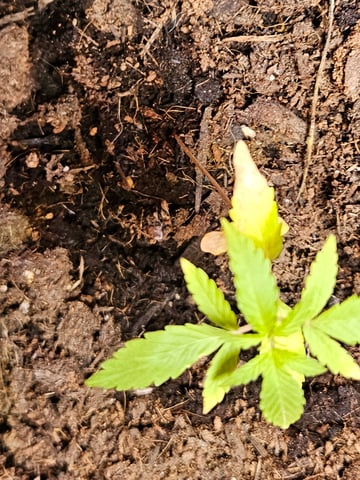 1st plant. Strain: Green Gelato AutoFlower — seedling_rooting, day 27