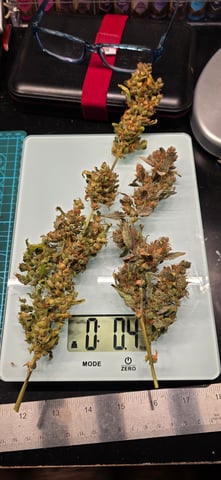 Here We Grow... — flower, day 119