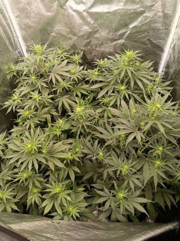 Gurilla Glue #4 × Samsquatch autos — flower, day 37