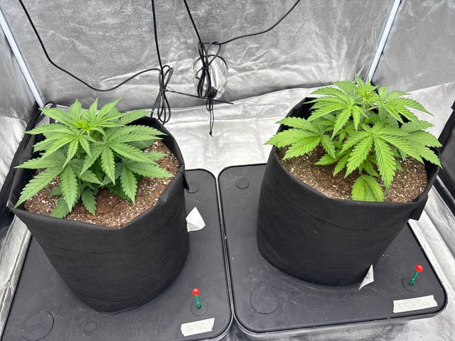 Grow Shed Grow #1 — vegetative, day 25