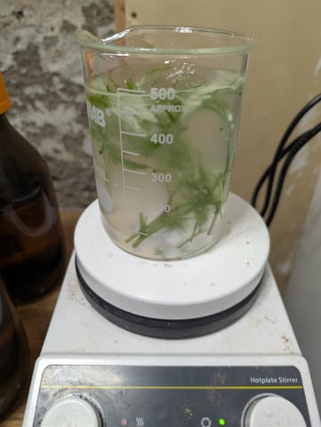 Plant in a test tube — seedling_rooting, day 189