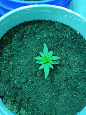 first grow — vegetative, day 105