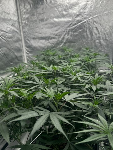 KuxGrowing