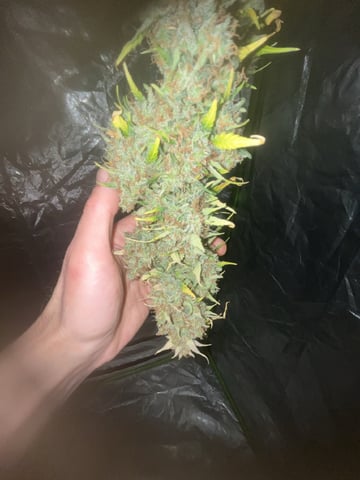 3autos and 2 fem  — harvest, day 113