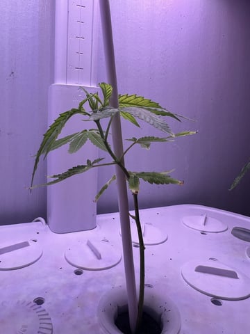 Banjo Clones — vegetative, day 41