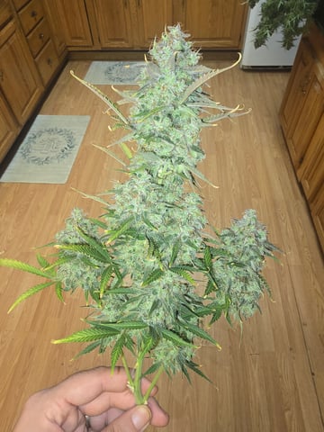 2nd Autoflower Indoor Grow — flower, day 95