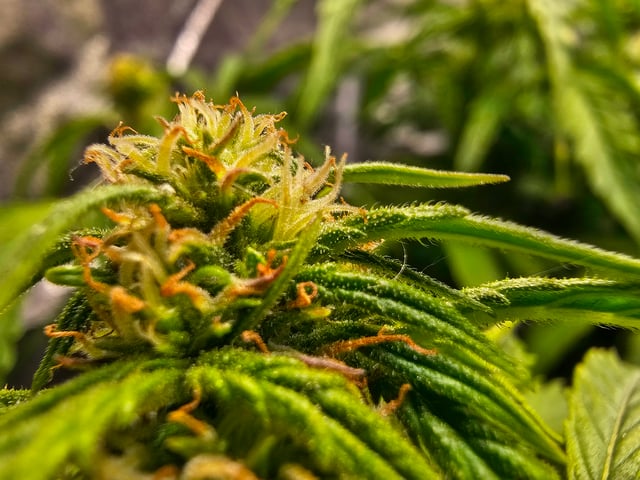 Cheshablue  — flower, day 22