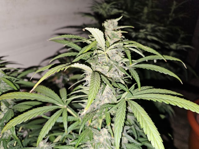 blue cheese  — flower, day 3