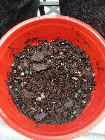 Lsd25, Dosido,GDP All Autos. — grow_setup, day 32