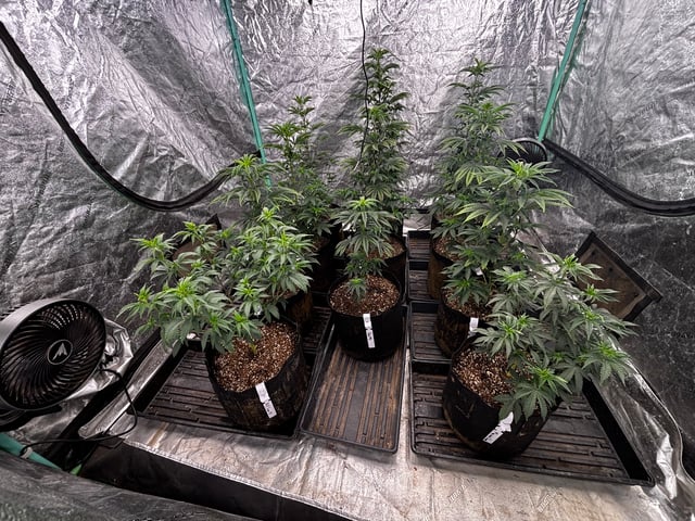 Mixed Freebies — flower, day 67