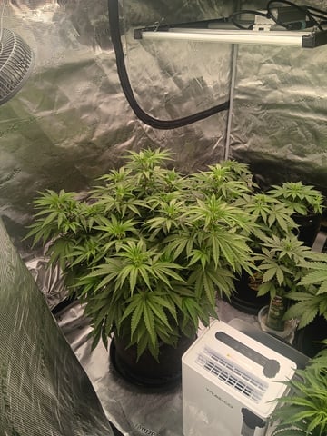 Master Kush — vegetative, day 60