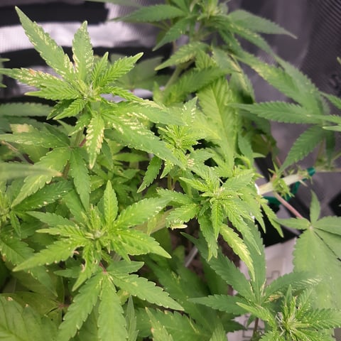 Mystery Seeds — flower, day 3