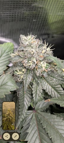 1st grow continued  — flower, day 42