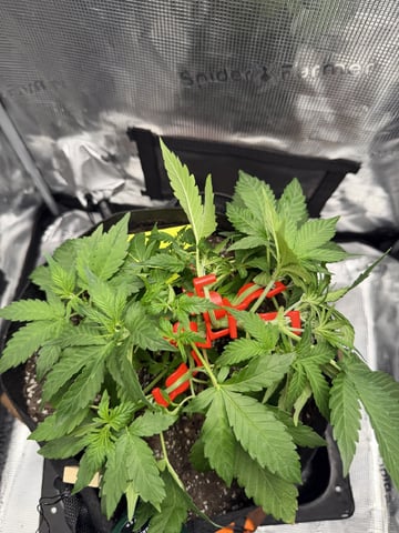 Gorilla Cookies 2nd Try — vegetative, day 38