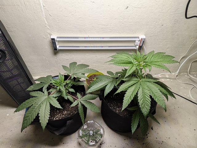 Apple Betty-Strng Seeds