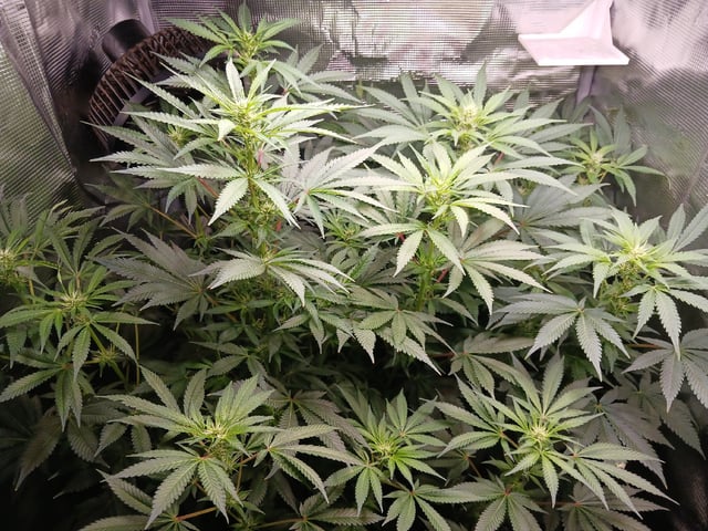 9lbhammer feminized  — flower, day 54