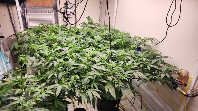 DNA Genetics Kosher Cookies rockwool run round 2 — vegetative, day 42