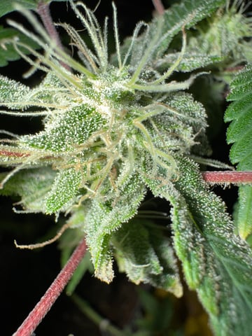 OG Kush — flower, day 109