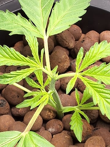 STELLA — vegetative, day 42