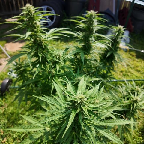 Keepers OG Auto — auto, day 7