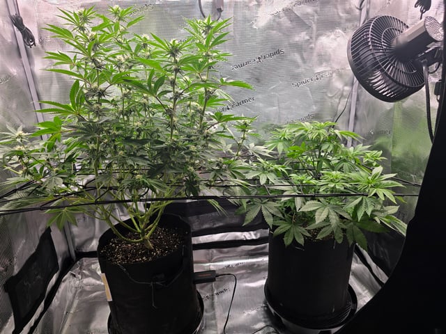 Northern lights #10 2nd plant (Selkies) — flower, day 40
