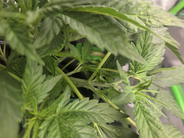 Northern Lights / Banana Kush — vegetative, day 35